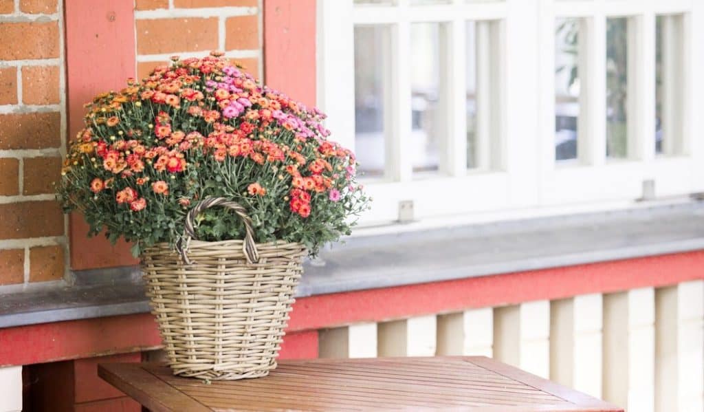 Kolorowa chryzantema w wiklinowym koszu na tarasie przy domu, idealna do dekoracji ogrodu i wnętrz, piękny kwiat na balkon i do ogrodu, sezonowa ozdoba domu i ogrodu w stylu rustykalnym.