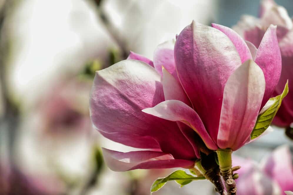 Magnolia kwitnąca na tle naturalnego ogrodu, idealna do aranżacji wokół domu i w ogrodzie, wiosenne kwitnienie i dekoracyjne rośliny do ogrodu.