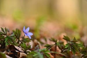 Feld filename: deluzja-lilac-zima.jpg.