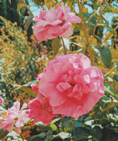 A vertical shot of pink flowers growing on green branches